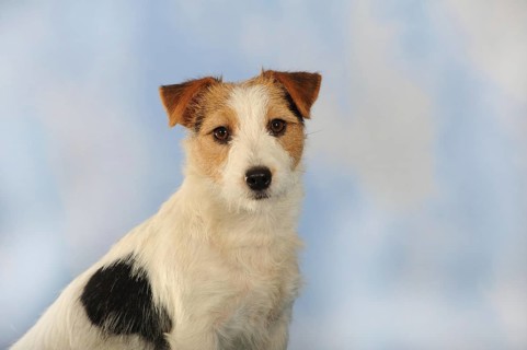 Parson Russell Terrier