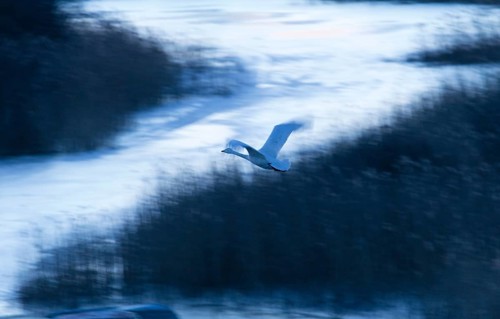 Whooper swan (Cygnus cygnus)