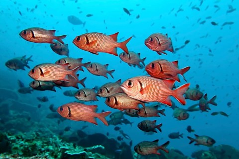 Swarm Blackbar soldierfishes (Myripristis jacobus)