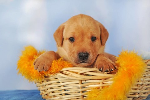 Labrador Retriever