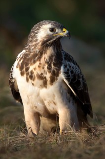 Steppe buzzard (Buteo buteo)