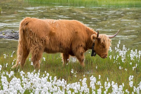 Scottish Highland cattle on the alpine pasture