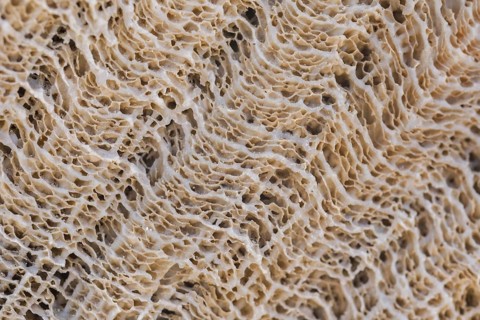 Coral fossil texture background