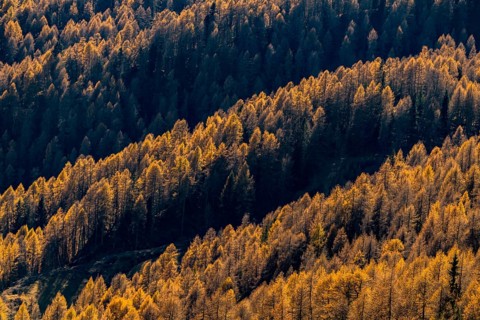 Larch forest (Larix) St. Martin in Thurn