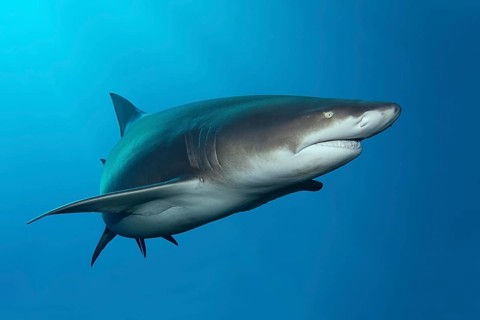 Sicklefin lemon shark (Negaprion acutidens) floats in the blue