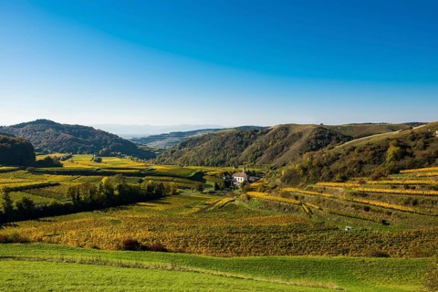 Village in the vineyards in autumn
