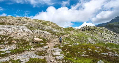 Sheep and hiker on the hiking trail