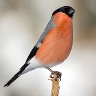 Eurasian bullfinch (Pyrrhula pyrrhula)
