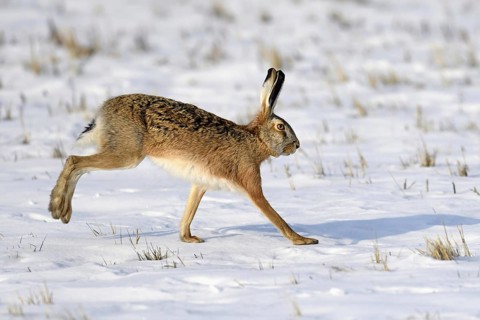 European hare (Lepus europaeus)