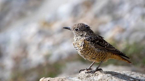 Common rock thrush (Monticola saxatilis)