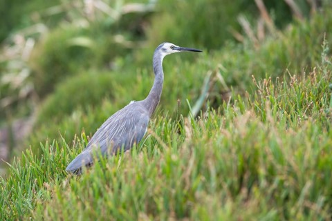 White-faced Heron (Egretta novaehollandiae)