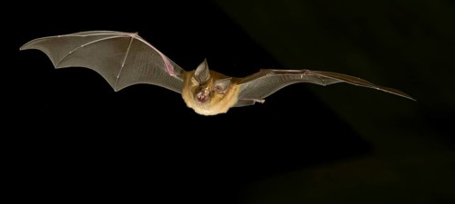 Greater horseshoe bat (Rhinolophus ferrumequinum) in flight at night