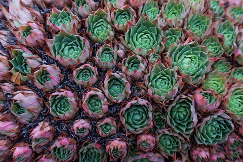 Common Houseleek (Sempervivum tectorum)