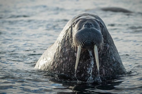 Walrus (Odobenus rosmarus)