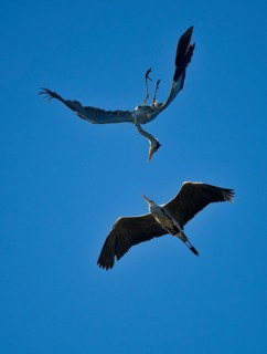 Grey heron (Ardea cinerea) attacking conspecific in the air