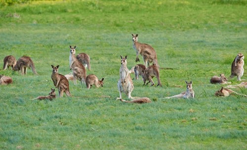 Eastern grey kangaroos (Macropus giganteus)
