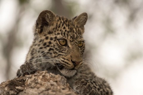 Leopard (Panthera pardus) Kitten on tree