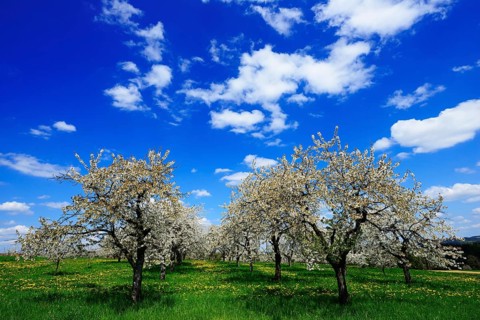 Flowering cherry trees