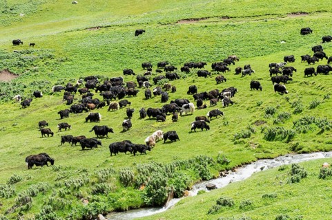 Yak herd (Bos mutus)