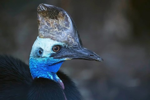 Southern cassowary (Casuarius casuarius) portrait