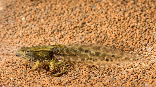Common spadefoot (Pelobates fuscus)