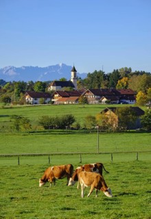 Cows graze in a meadow