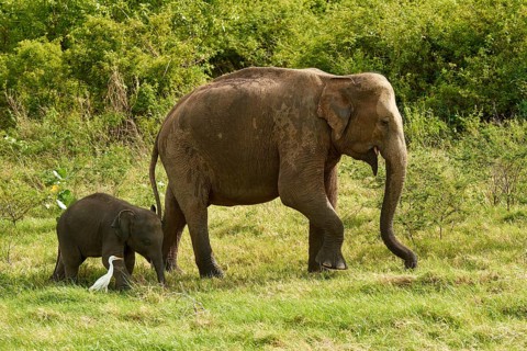 Sri Lankan elephants (Elephas maximus maximus)