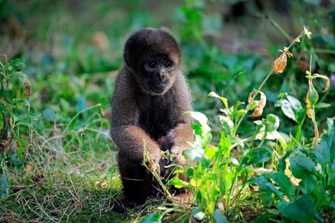 Brown wool monkey (Lagothrix lagotricha cana)