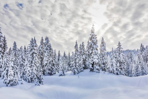 Snow-covered spruces