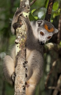 Crowned lemur (Eulemur coronatus) climbs on tree