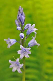 Spanish bluebell (Hyacinthoides hispanica)
