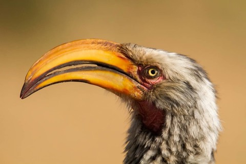 Southern Yellow-billed Hornbill (Tockus leucomelas)