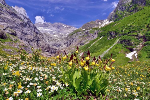 Flowering Yellow lady's slipper orchid (Cypripedium calceolus) in front of a mountain panorama