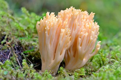 Ramaria mairei (Ramaria mairei)