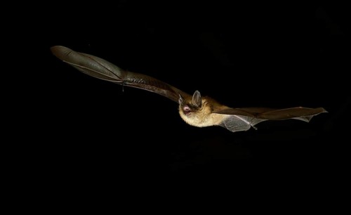 Geoffroy's bat (Myotis emarginatus) in flight at night
