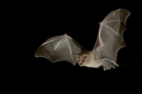 Greater horseshoe bat (Rhinolophus ferrumequinum) in flight at night