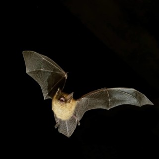 Geoffroy's bat (Myotis emarginatus) in flight at night