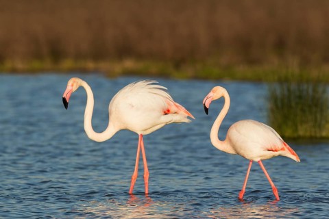 Greater Flamingo (Phoenicopterus roseus)