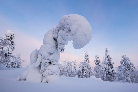 Snowy trees