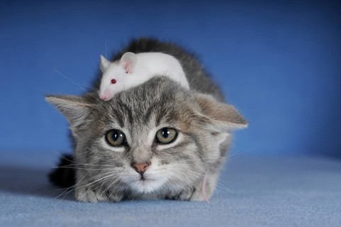 Kitten