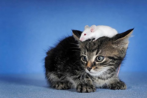 Kitten
