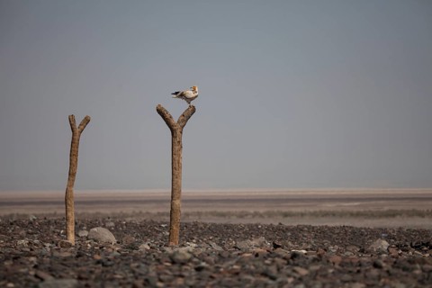 Egyptian Vulture (Neophron percnopterus) sits on dead tree trunk