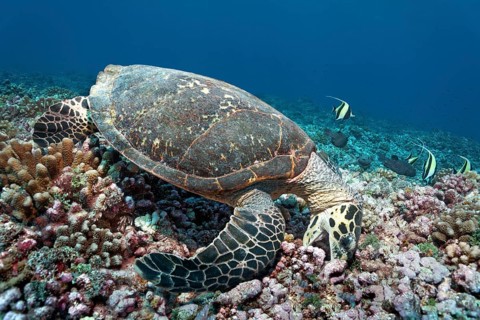 Green turtle (Chelonia mydas) eats Pocillopora verrucosa (Pocillopora verrucosa)