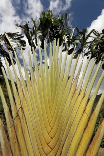 Traveller's palm (Ravenala madagascariensis)