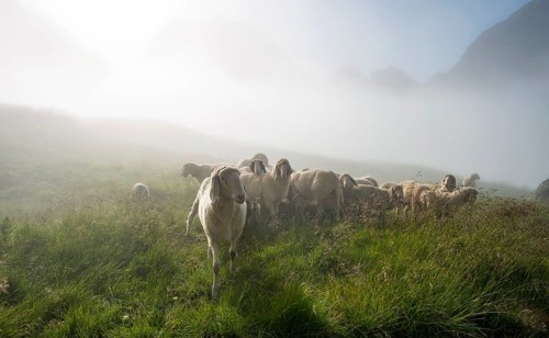 Flock of sheep in the morning fog on alpine meadow near Landawirseehutte