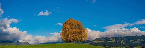 Linden tree (Tilia) with autumn colouring