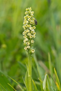 Small white orchid (Pseudorchis albida) with a fly on the flowers