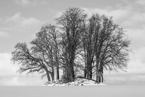 Stone Age burial mound overgrown with trees in winter