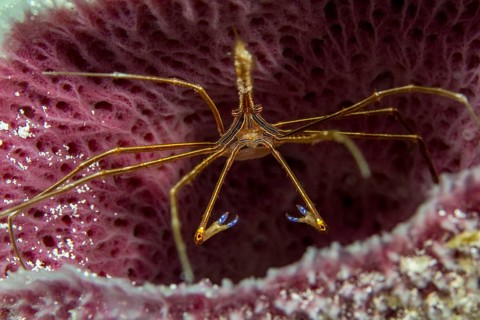 Yellowline arrow crab (Stenorhynchus seticornis) with iridescent blue claws