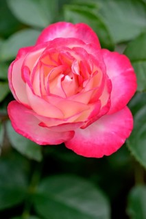 Hybrid tea rose Maxim